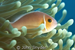 Clown Fish - Chuuk by John Snyder 
